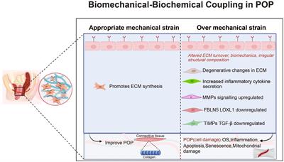 Roles and mechanisms of biomechanical-biochemical coupling in pelvic organ prolapse